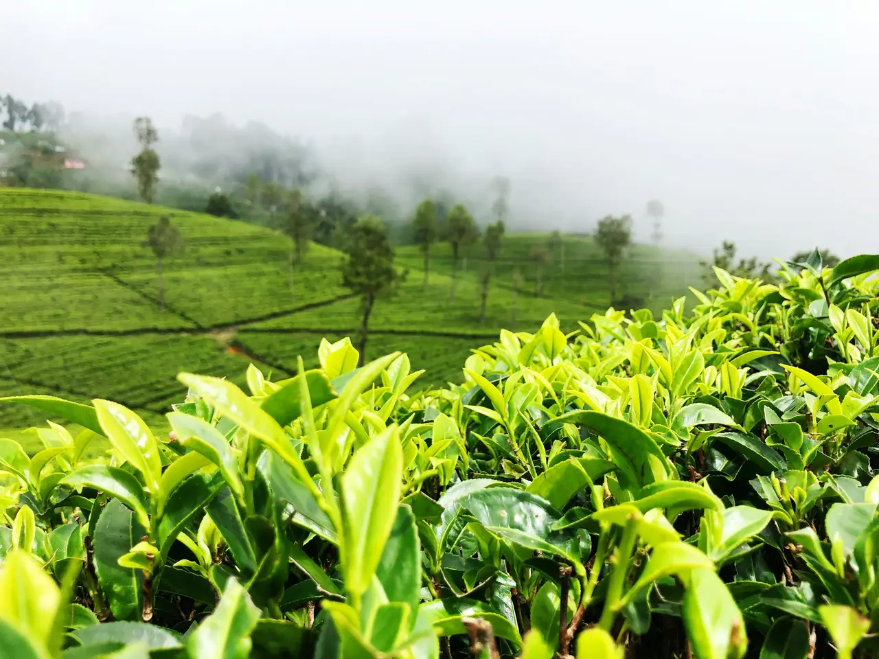 plantations de thé à Haputale au Sri Lankaqvec une agence locale