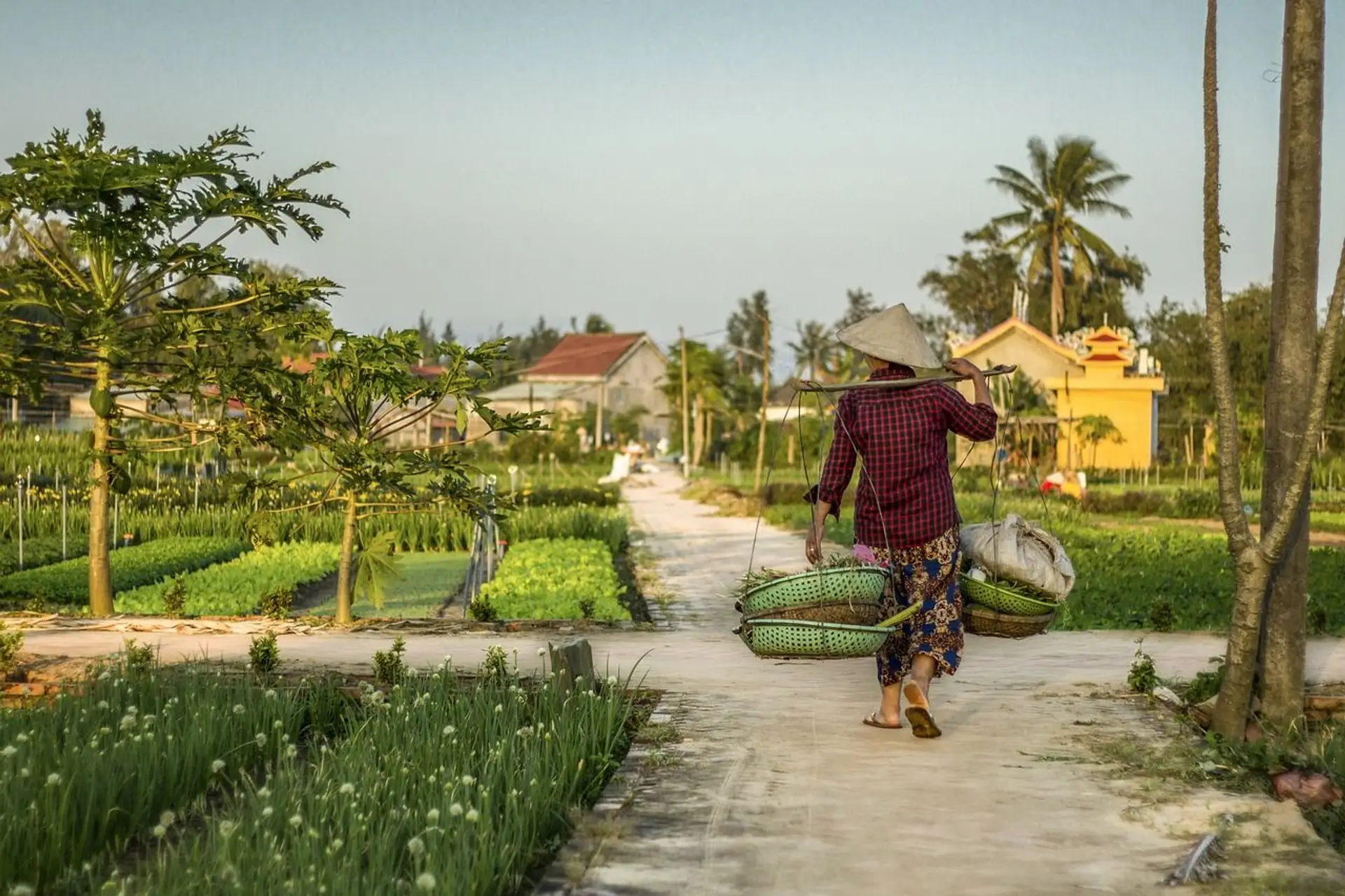 Une femme vietnamienne portant un chapeau conique traditionnel marche dans un jardin potager luxuriant à Hoi An.