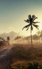 Travel in Asia - Sunset over Indonesian jungle