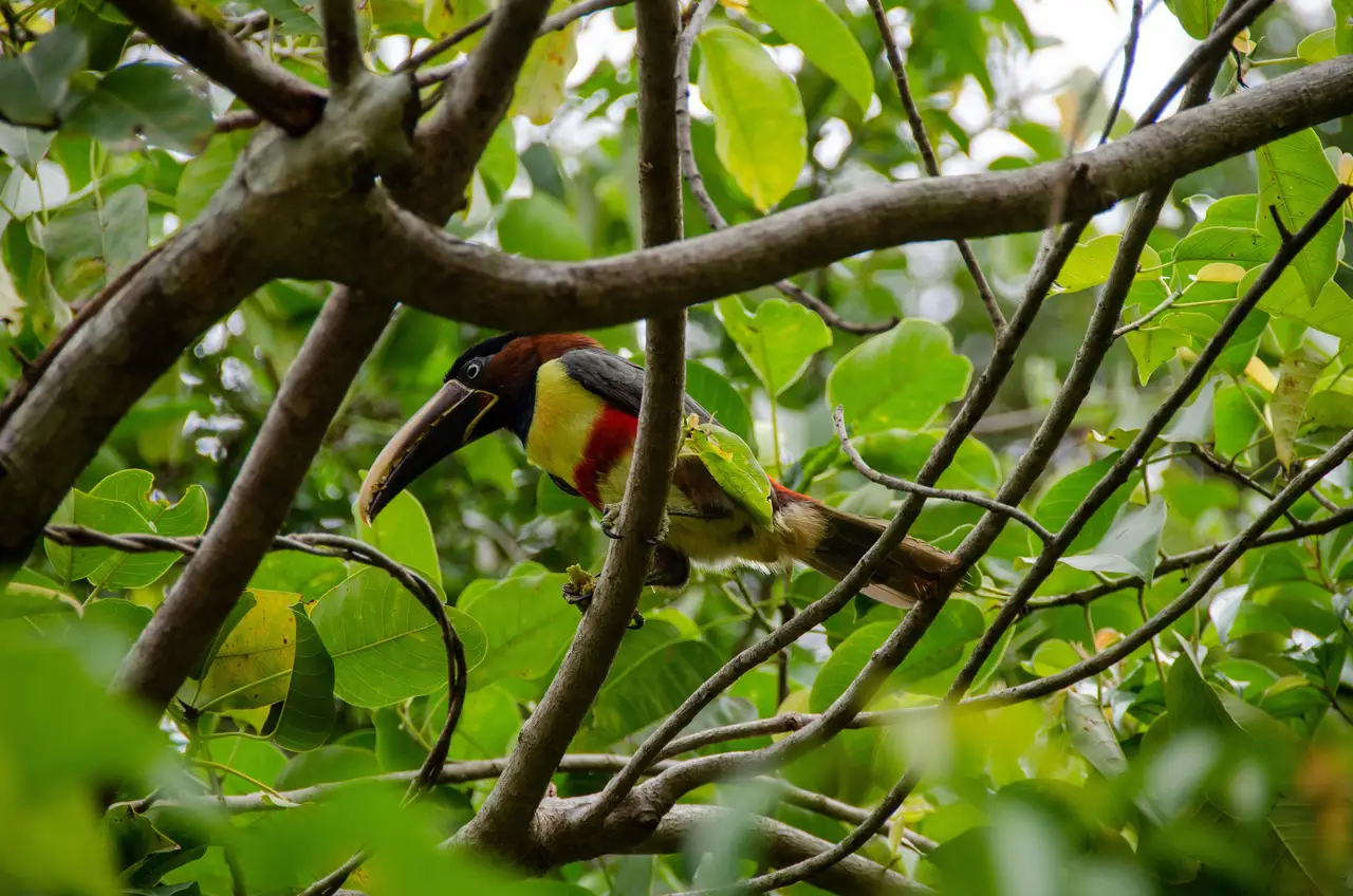 Voyage en Argentine – Un petit toucan tropical perché sur une branche au cœur de la végétation dense du Parc National d'Iguazu.