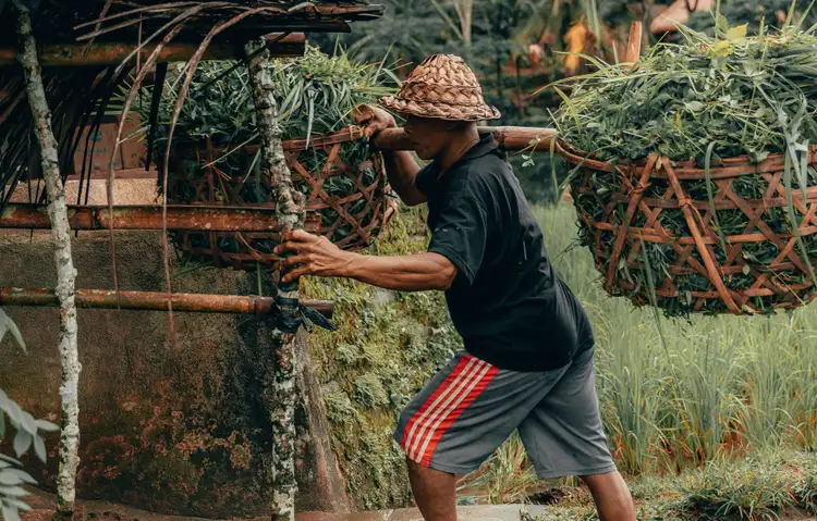 Un paysan balinais portant un chapeau traditionnel transporte une lourde charge de végétation dans de grands paniers en osier tressé sur ses épaules au milieu d'une plantation à Bali.