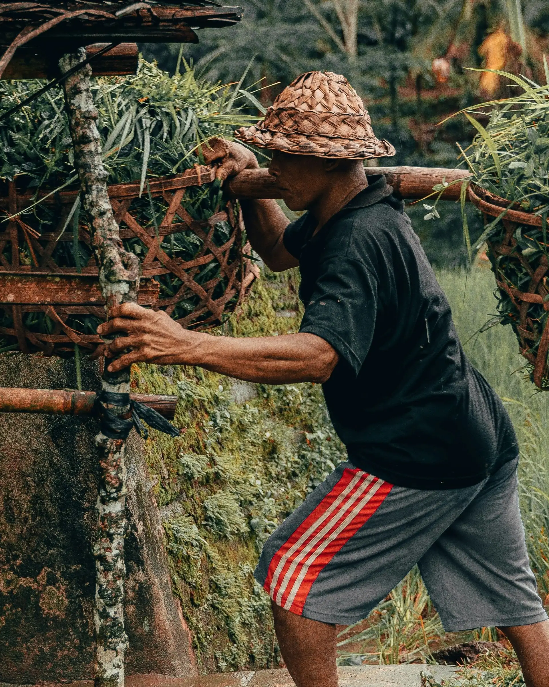 Ein Bauer, der traditionelle Weidenkörbe in einem Reisfeld trägt