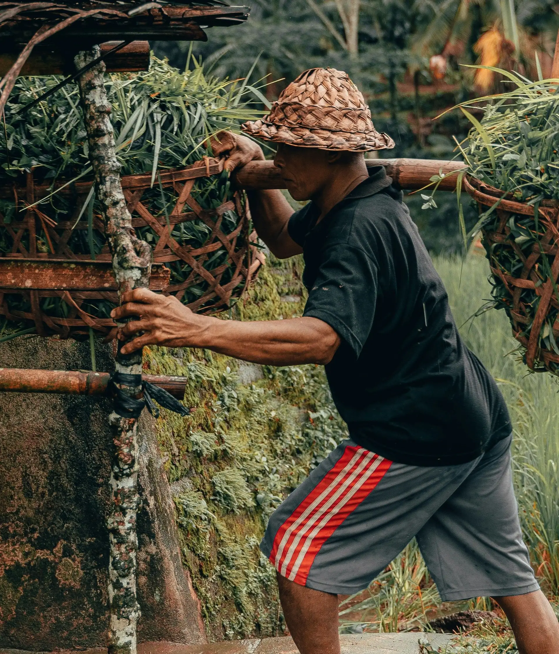 Ein Bauer, der traditionelle Weidenkörbe in einem Reisfeld trägt