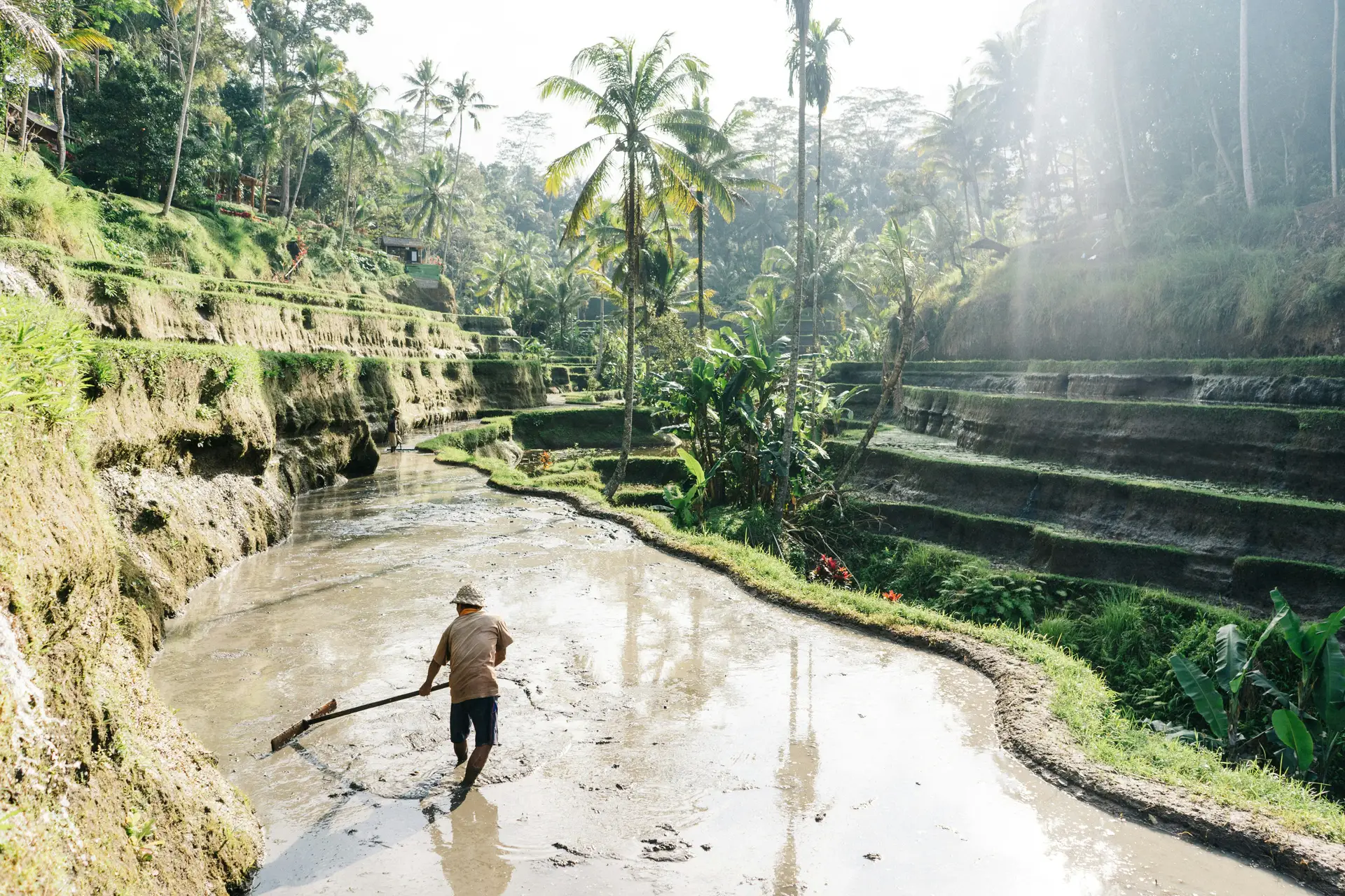 Travel in Asia - A man working in a rice paddy in Jatiluwih on the island of Bali, Indonesia