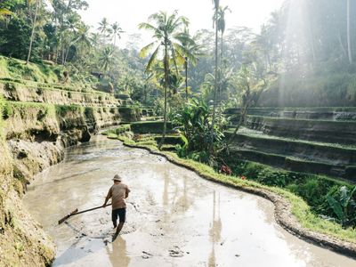 Travel in Asia - A man working in a rice paddy in Jatiluwih on the island of Bali, Indonesia