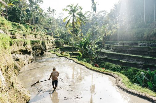 Travel in Asia - A man working in a rice paddy in Jatiluwih on the island of Bali, Indonesia
