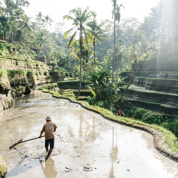 Travel in Asia - A man working in a rice paddy in Jatiluwih on the island of Bali, Indonesia