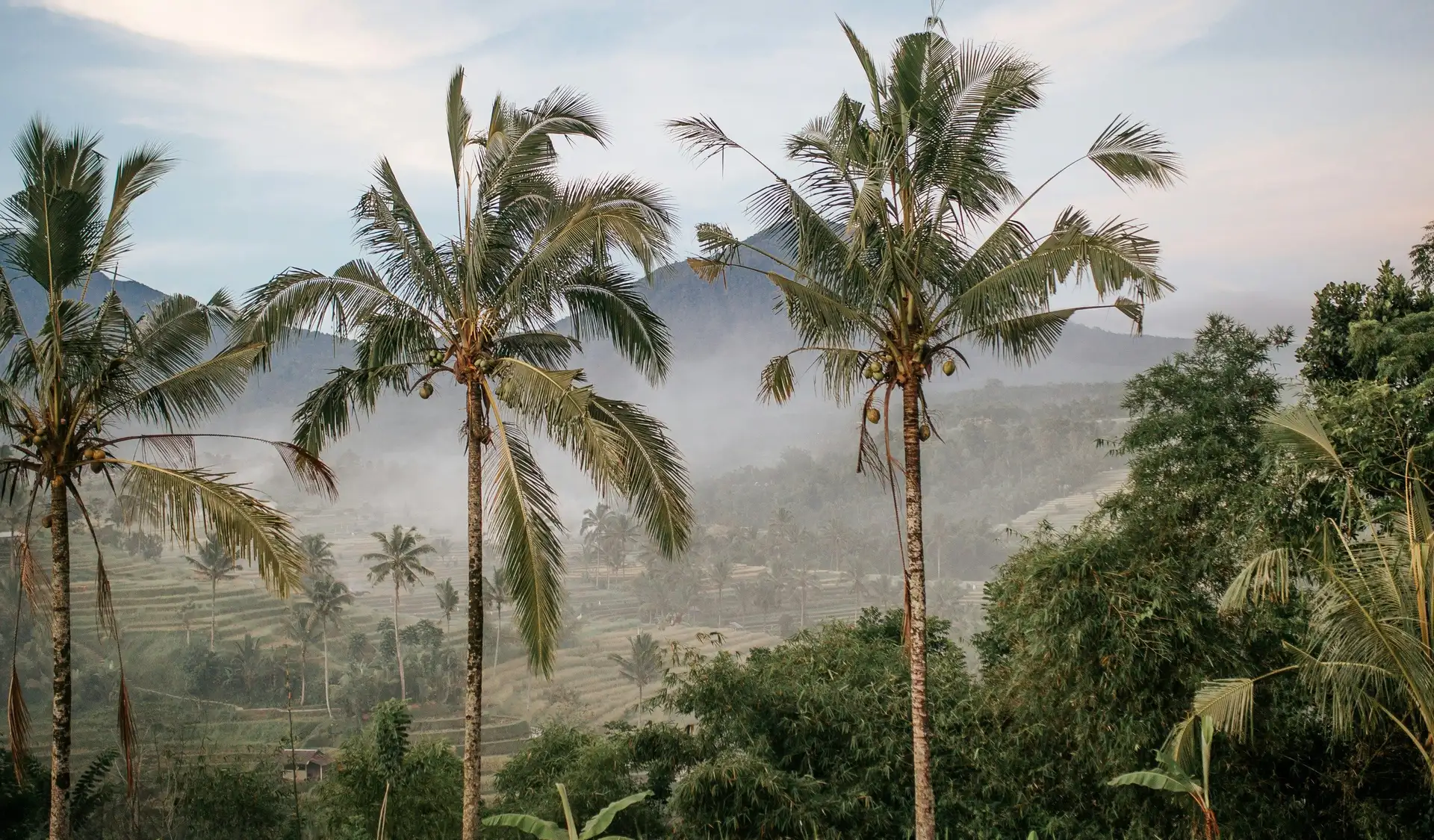 Voyage en Asie — Palmiers et rizières d'Ubud, Bali, au lever du soleil dans la brume, une immersion nature et culture conçue par nos experts locaux — Shanti Travel