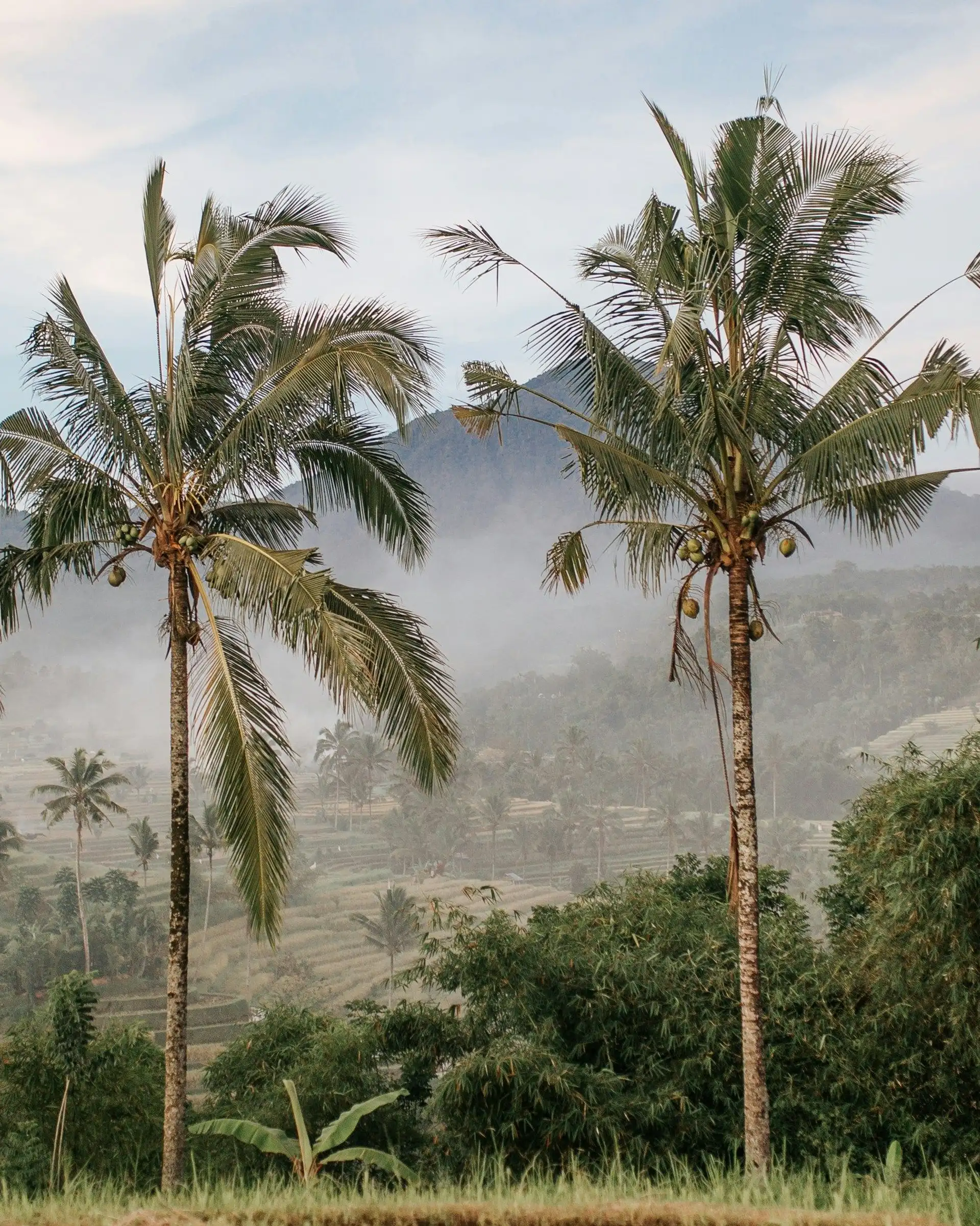 Voyage en Asie — Palmiers et rizières d'Ubud, Bali, au lever du soleil dans la brume, une immersion nature et culture conçue par nos experts locaux — Shanti Travel