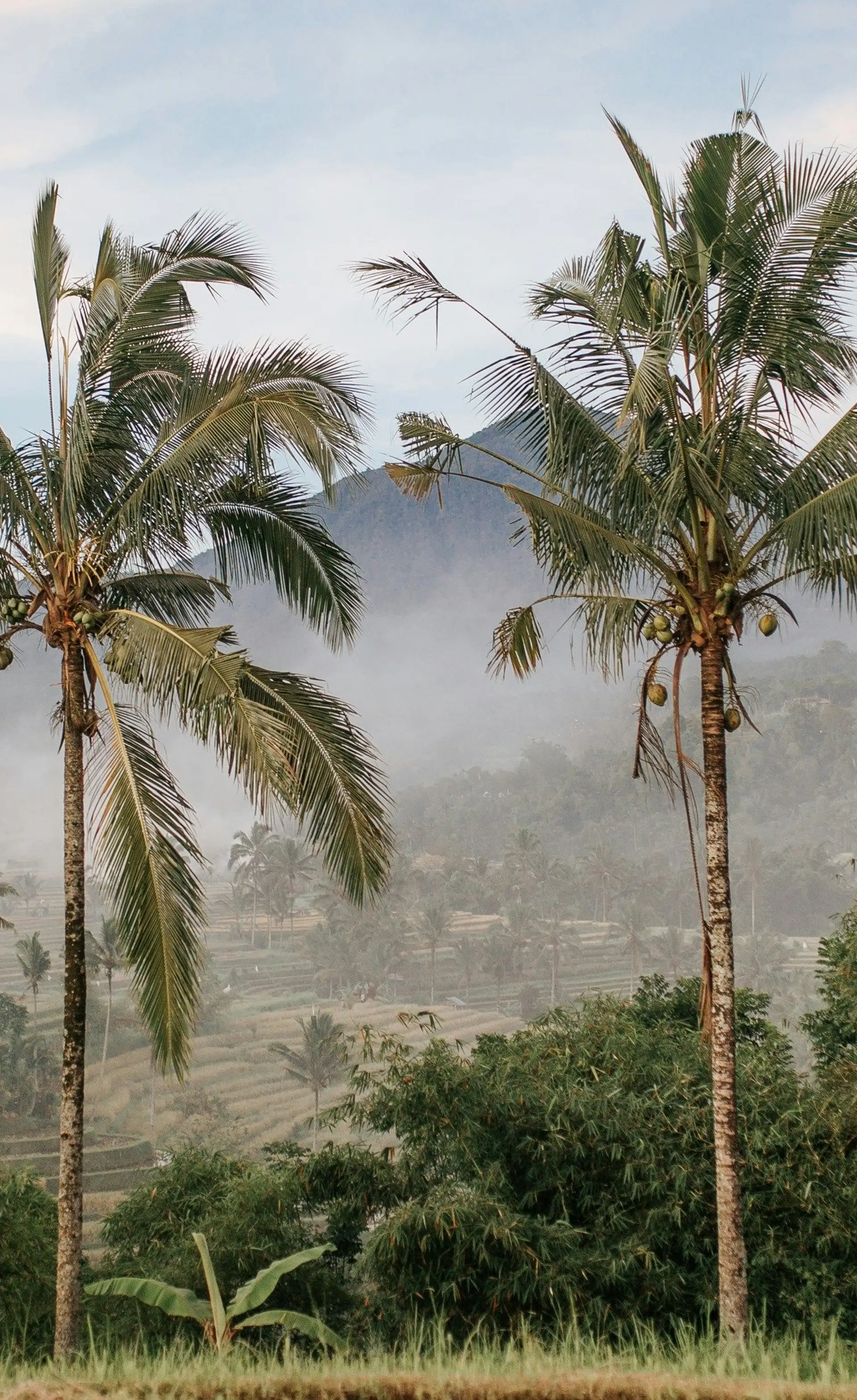 Voyage en Asie — Palmiers et rizières d'Ubud, Bali, au lever du soleil dans la brume, une immersion nature et culture conçue par nos experts locaux — Shanti Travel