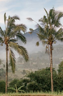 Voyage en Asie — Palmiers et rizières d'Ubud, Bali, au lever du soleil dans la brume, une immersion nature et culture conçue par nos experts locaux — Shanti Travel