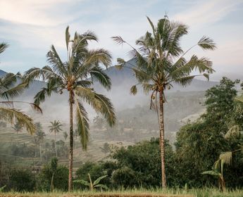 Voyage en Asie — Palmiers et rizières d'Ubud, Bali, au lever du soleil dans la brume, une immersion nature et culture conçue par nos experts locaux — Shanti Travel