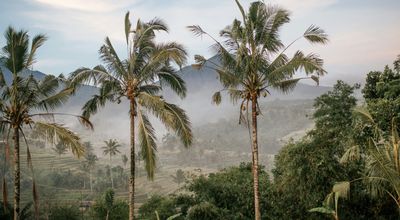 Voyage en Asie — Palmiers et rizières d'Ubud, Bali, au lever du soleil dans la brume, une immersion nature et culture conçue par nos experts locaux — Shanti Travel