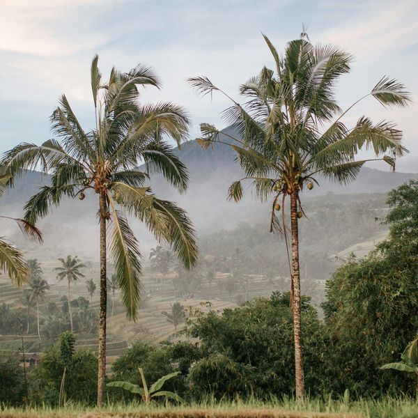 Voyage en Asie — Palmiers et rizières d'Ubud, Bali, au lever du soleil dans la brume, une immersion nature et culture conçue par nos experts locaux — Shanti Travel