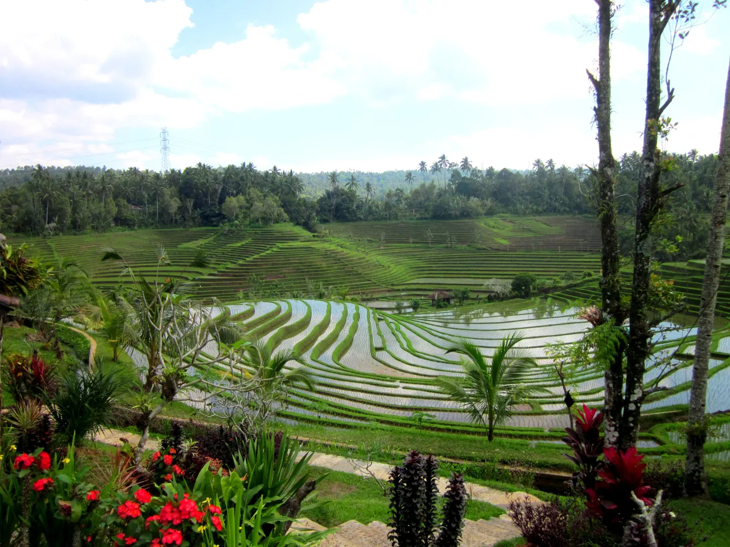 indonesia_bali_landscape_pupuan-ricefield.JPG