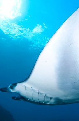 Voyage en Asie — Raie manta glissant dans les eaux cristallines autour de Nusa Penida à Bali, une rencontre marine unique guidée par notre expertise locale — Shanti Travel