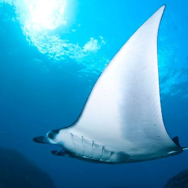 Voyage en Asie — Raie manta glissant dans les eaux cristallines autour de Nusa Penida à Bali, une rencontre marine unique guidée par notre expertise locale — Shanti Travel
