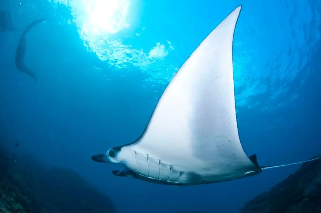 Vue sous-marine d'une majestueuse raie manta nageant dans les eaux bleues et cristallines de Nusa Penida sous les rayons du soleil traversant la surface.