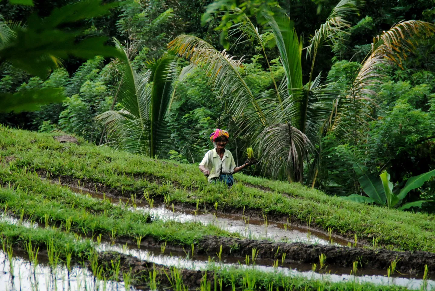 indonesia_bali_pupuan-road.jpg