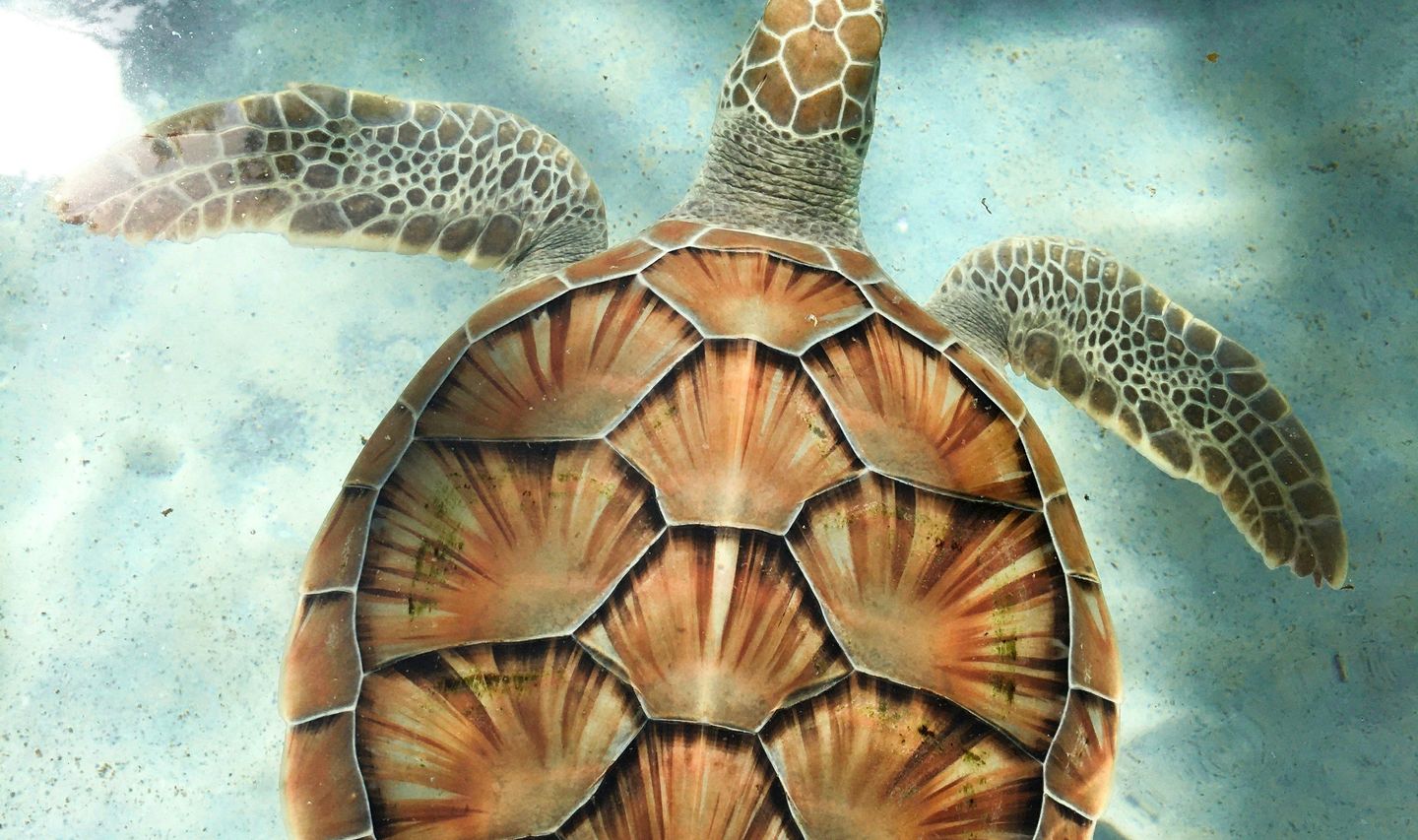 tortue dans l'eau à Gili lors d'un voyage à Lombok, en Indonésie