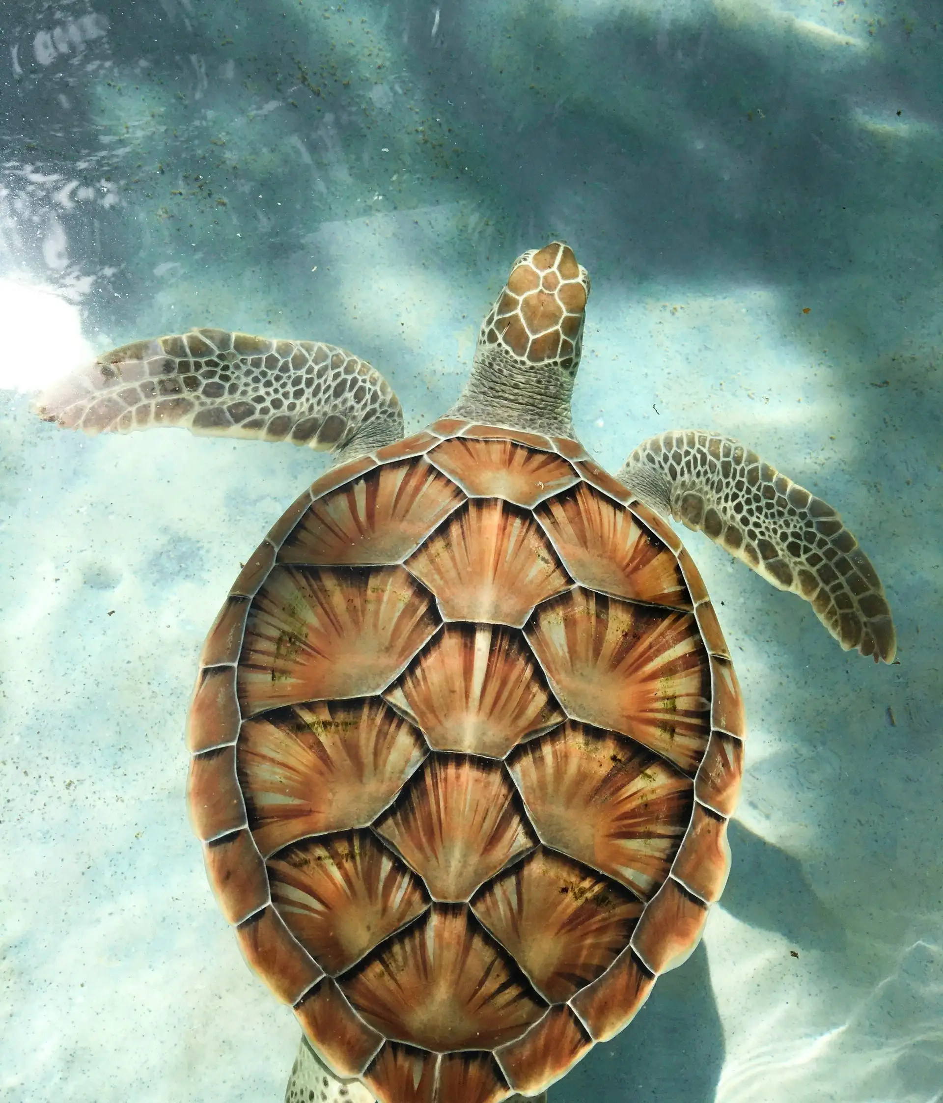 tortue dans l'eau à Gili lors d'un voyage à Lombok, en Indonésie