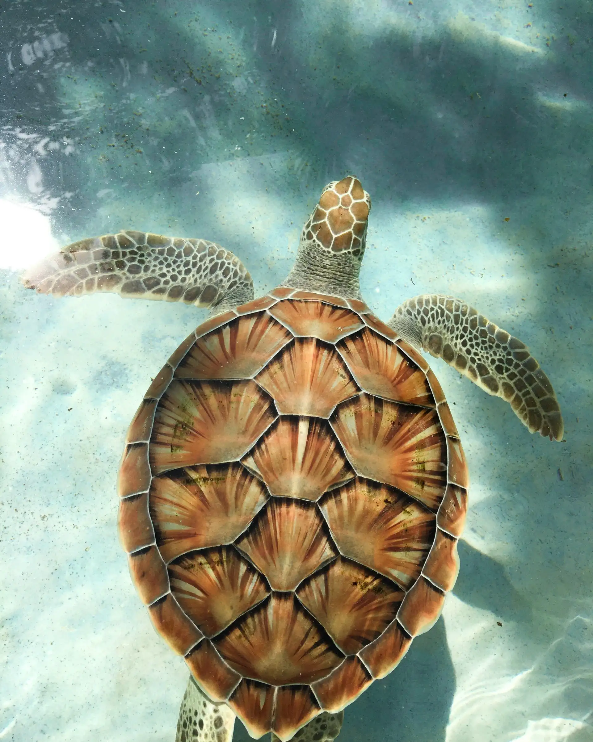 tortue dans l'eau à Gili lors d'un voyage à Lombok, en Indonésie