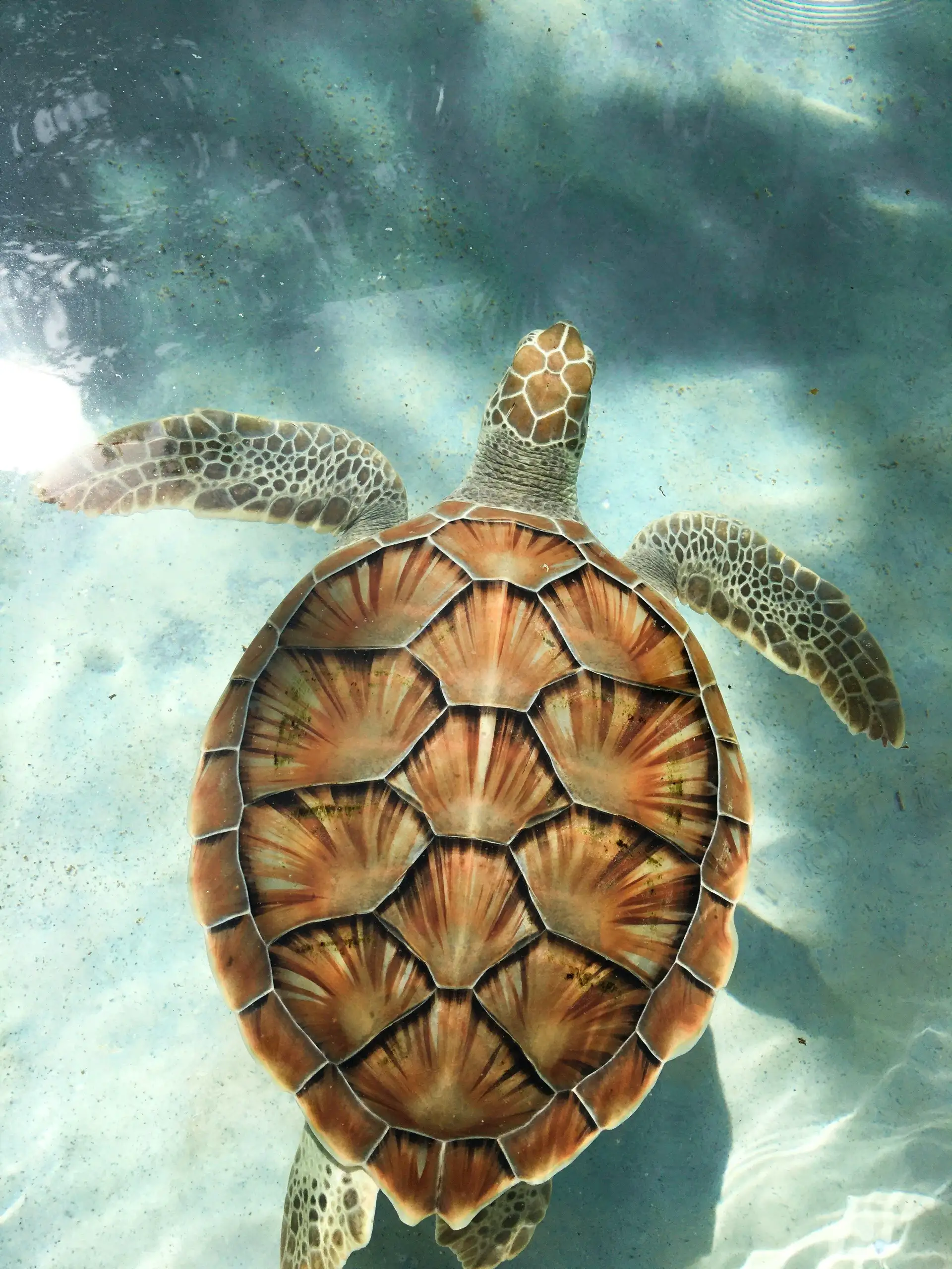 tortue dans l'eau à Gili lors d'un voyage à Lombok, en Indonésie