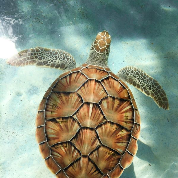 tortue dans l'eau à Gili lors d'un voyage à Lombok, en Indonésie