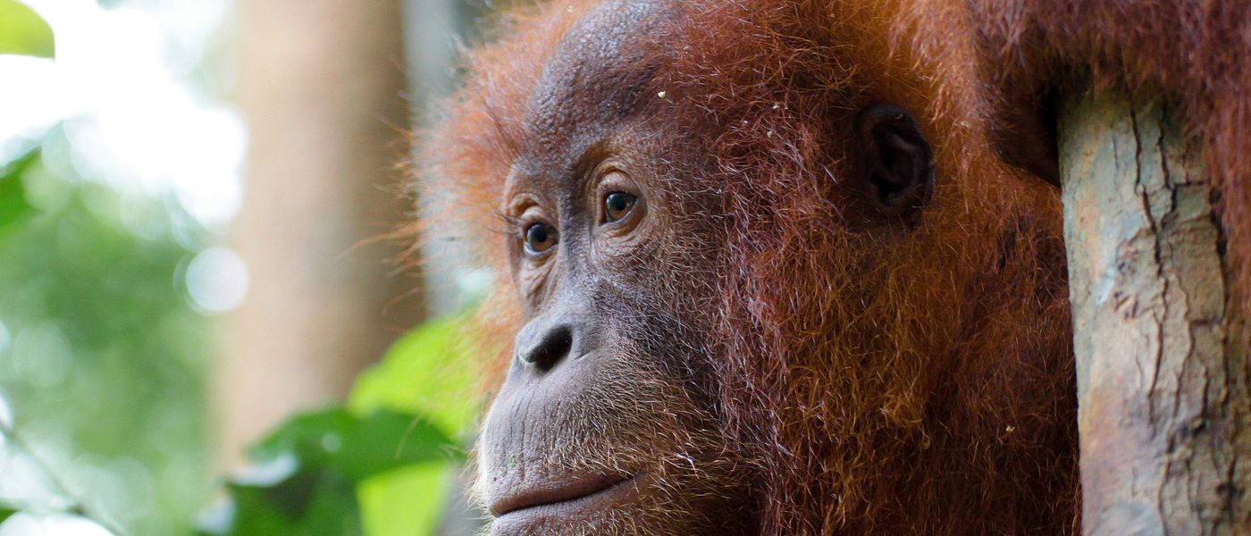 Reiseführer Indonesien