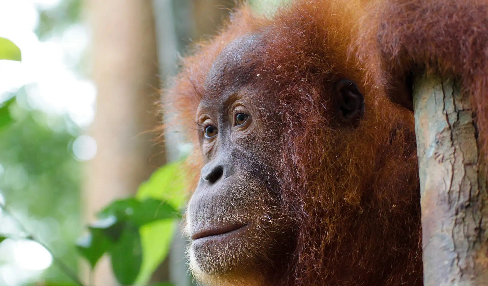 Voyage en Asie — Orang-outan dans la forêt tropicale indonésienne