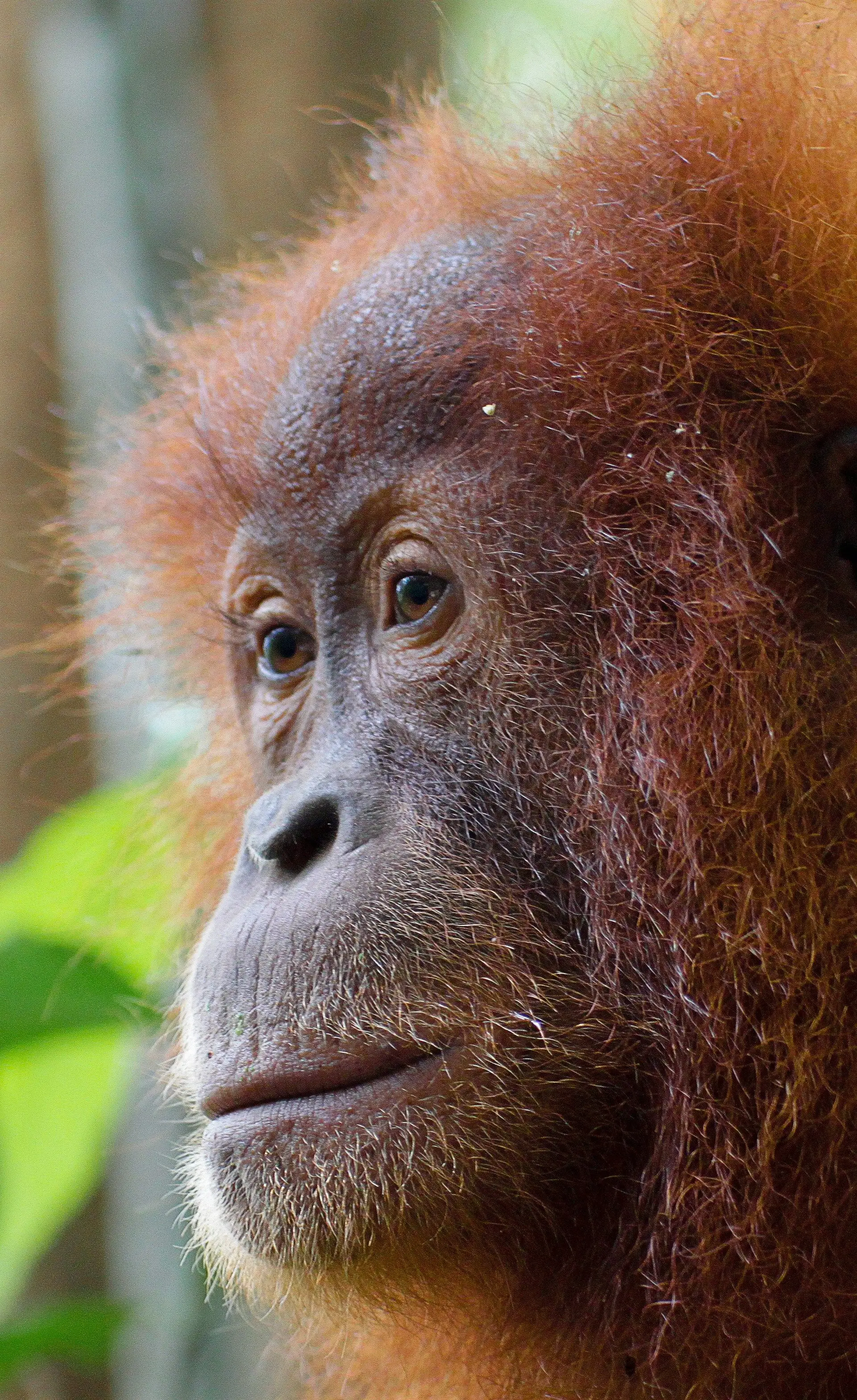 Voyage en Asie — Orang-outan dans la forêt tropicale indonésienne