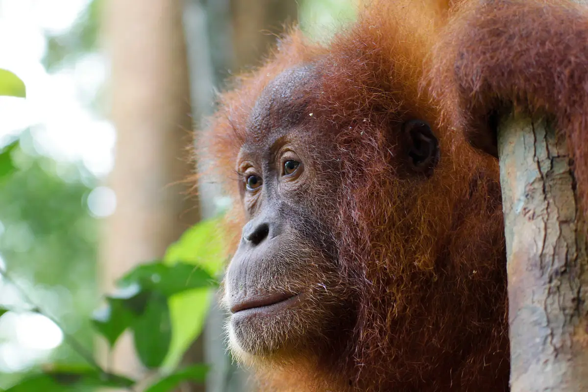 Voyage en Asie — Orang-outan dans la forêt tropicale indonésienne