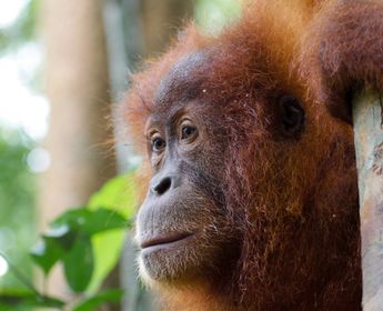 Voyage en Asie — Orang-outan dans la forêt tropicale indonésienne
