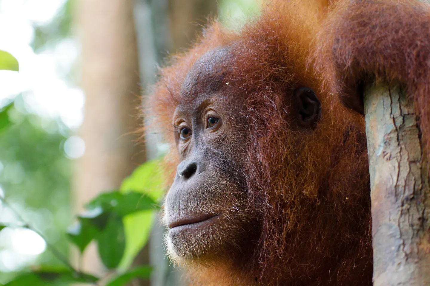 indonesia_sumatra_bukit-lawang-orangutan.jpg