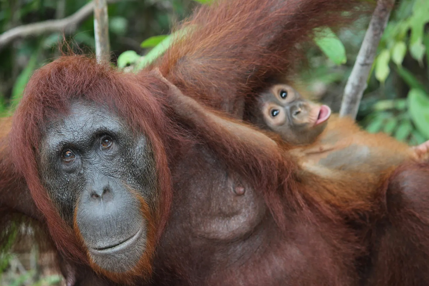 indonesia_sumatra_orangutans2.jpg