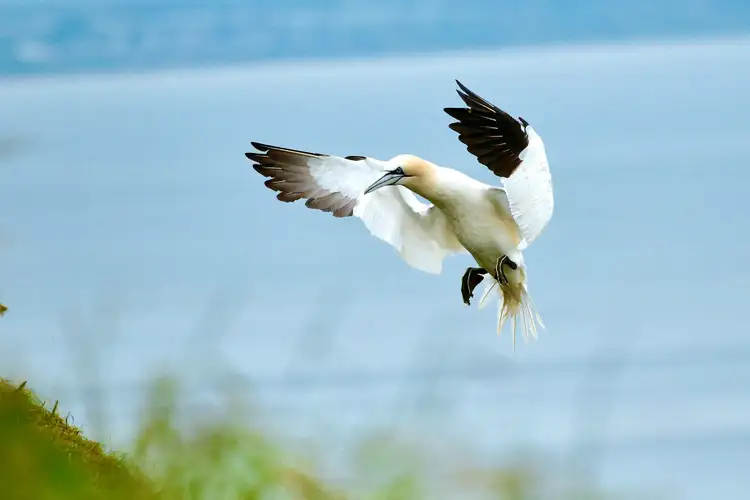 Fou de Bassan aux ailes déployées en plein vol au-dessus des eaux côtières de la baie des Chaleurs en Gaspésie