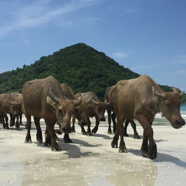 Troupeaux de vaches marchant sur la plage de kuta, Lombok.
