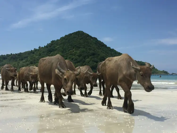 Troupeaux de vaches marchant sur la plage de kuta, Lombok.