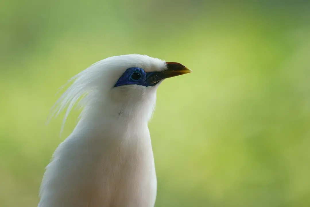 jalak bali.jpg
