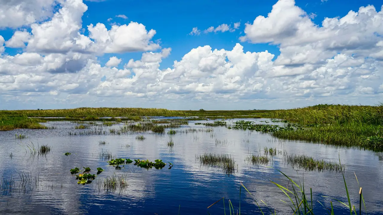 Vaste étendue d'eau calme et végétation marécageuse du parc national des Everglades sous un ciel bleu parsemé de nuages blancs