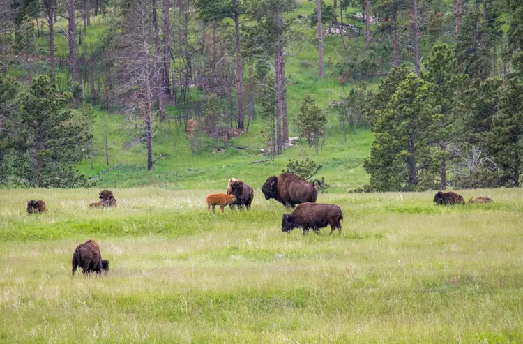 Troupeau de bisons sauvages paissant dans une prairie verdoyante bordée d'une forêt de conifères dans le parc d'État de Custer