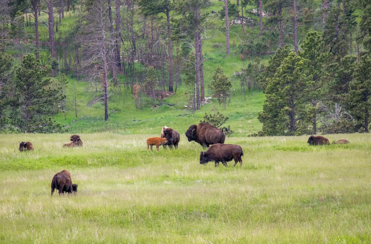 Troupeau de bisons sauvages paissant dans une prairie verdoyante bordée d'une forêt de conifères dans le parc d'État de Custer