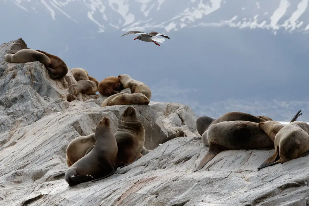 jmarti20-sea-lions-4815300.jpg