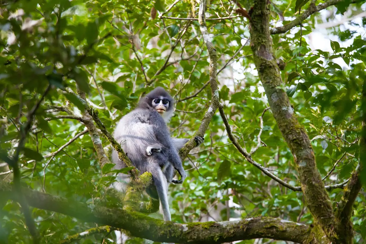 un petit singe dans la jungle