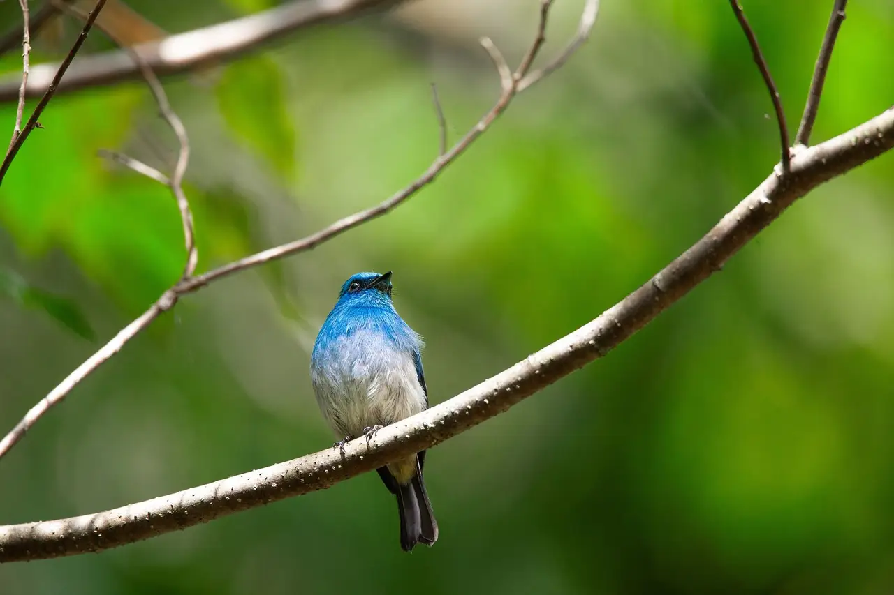 un oiseau dans la jungle indonésienne 
