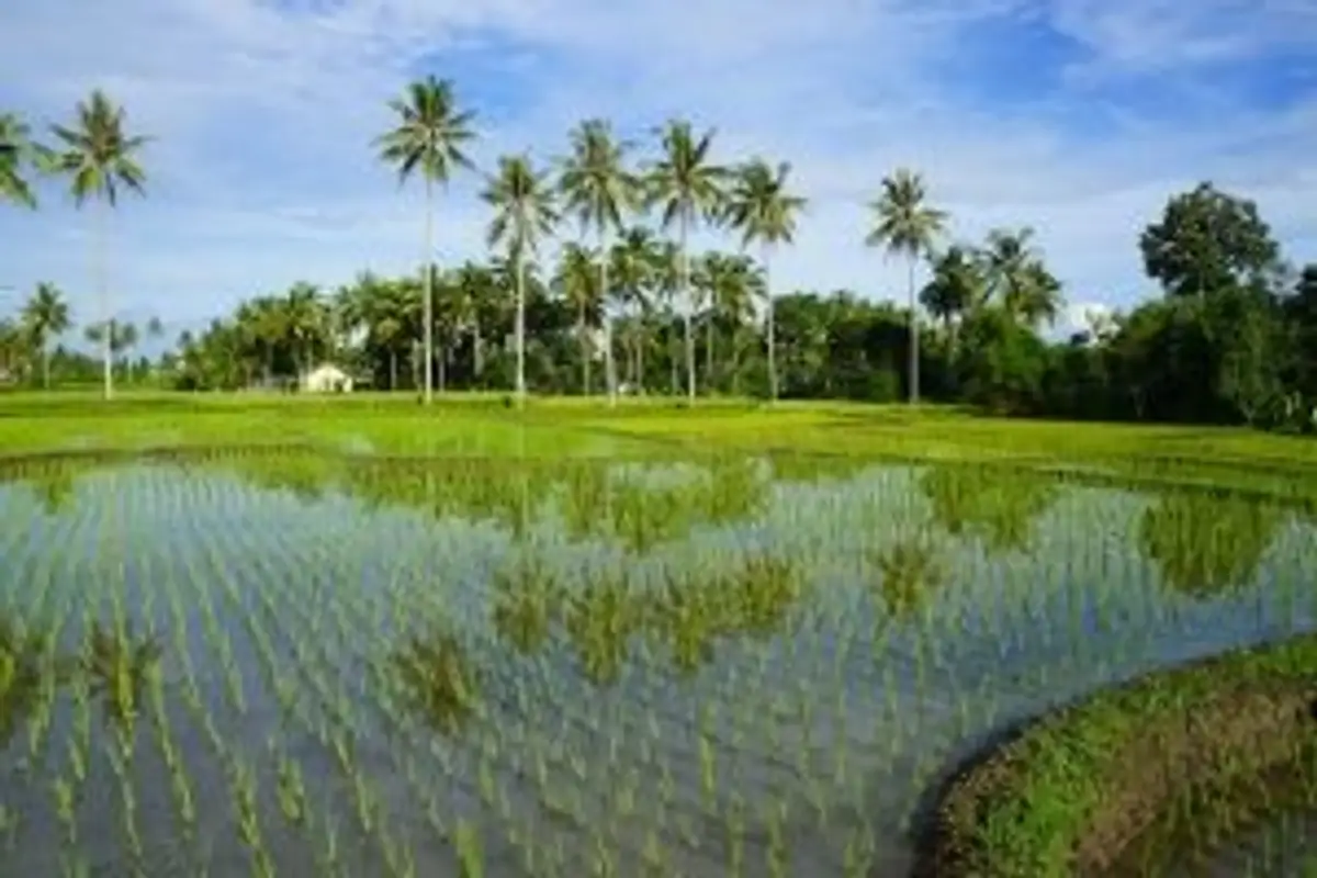 Voyage en Asie — Rizières inondées et palmiers à Bali : jeunes pousses de riz reflétant le ciel et paysage tropical lumineux.