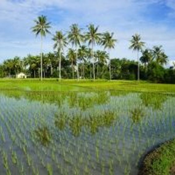 Voyage en Asie — Rizières inondées et palmiers à Bali : jeunes pousses de riz reflétant le ciel et paysage tropical lumineux.