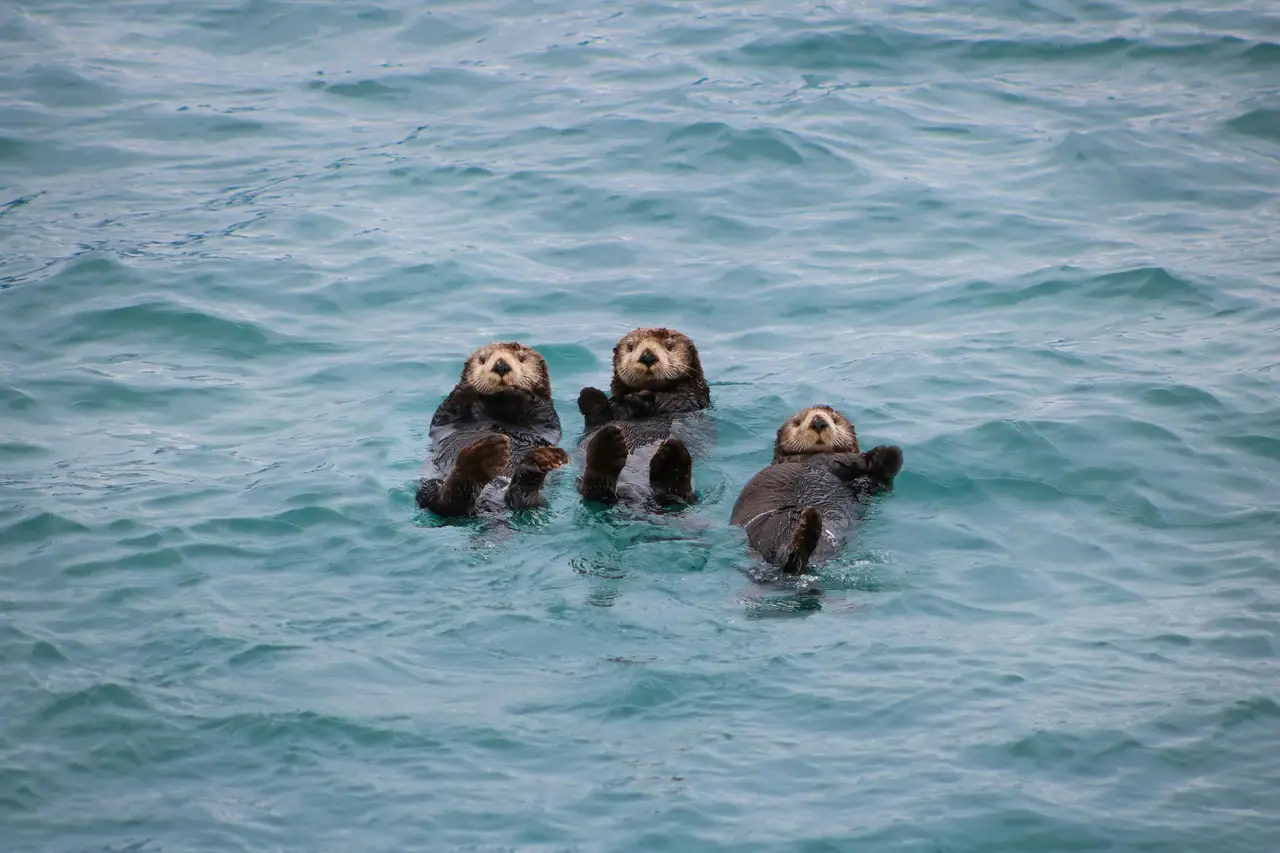 Trois loutres de mer flottant sur le dos à la surface de l'eau turquoise dans un fjord en Alaska