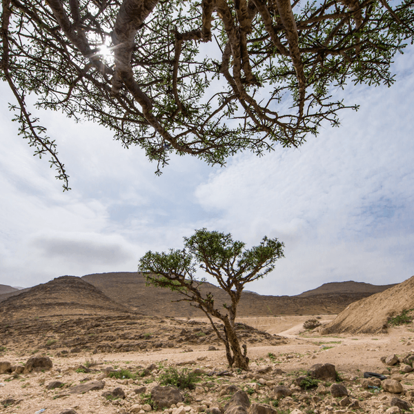 ubar-thumrait-wadi-dawkah