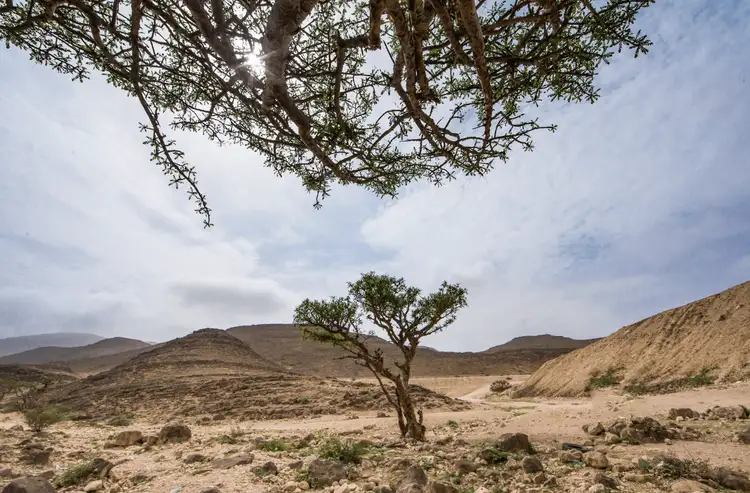 ubar-thumrait-wadi-dawkah